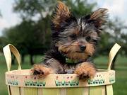 male and female yorkie puppies